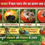 टमाटर की फसल में फल गलन रोग का कारण क्या है?