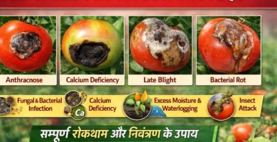 टमाटर की फसल में फल गलन रोग का कारण क्या है?