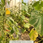 लीफ माइनर