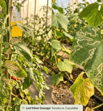 लीफ माइनर