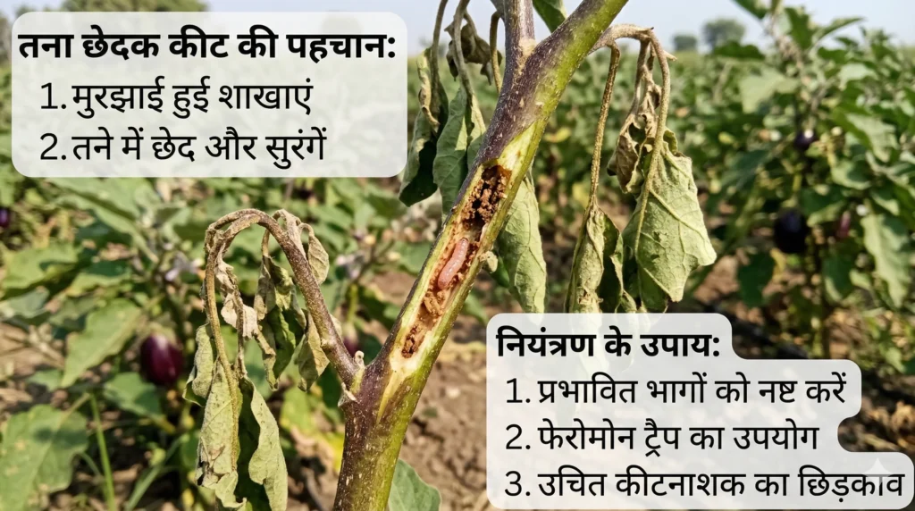 बैंगन की खेती में तना छेदक कीट की पहचान और नियंत्रण – baigun ki kheti