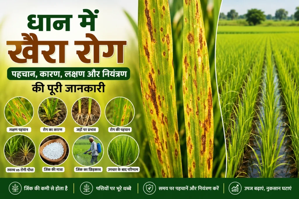 धान में खैरा रोग क्या है? लक्षण